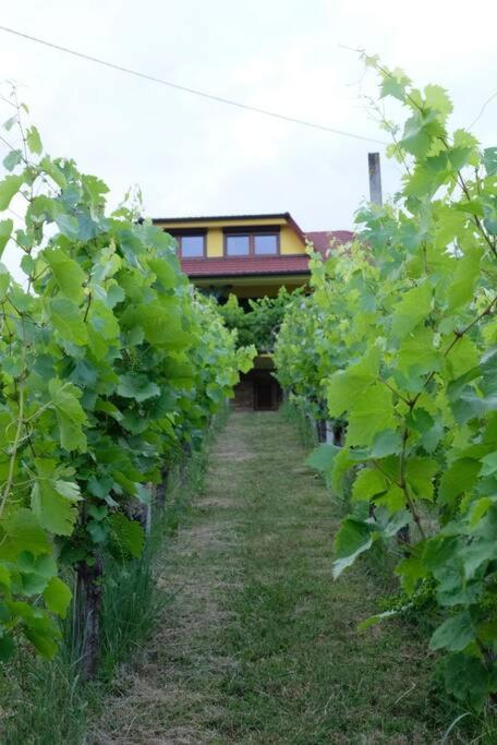 Vikend Hisa Vrhe Villa Senovo Exteriör bild